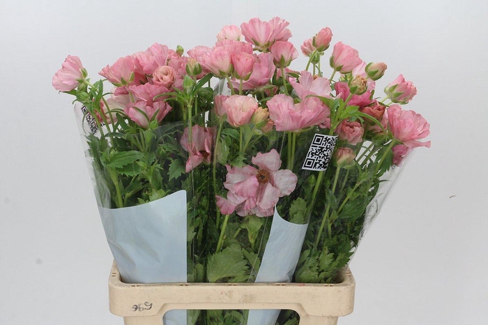 <h4>RAN BUTTERFLY ISIS</h4>