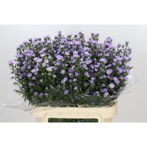 Aster Cassandra