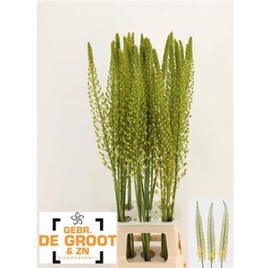Eremurus Sh Yell Sun 100cm