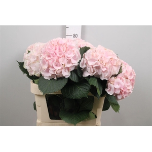 Hydr M My Pinktou Rz