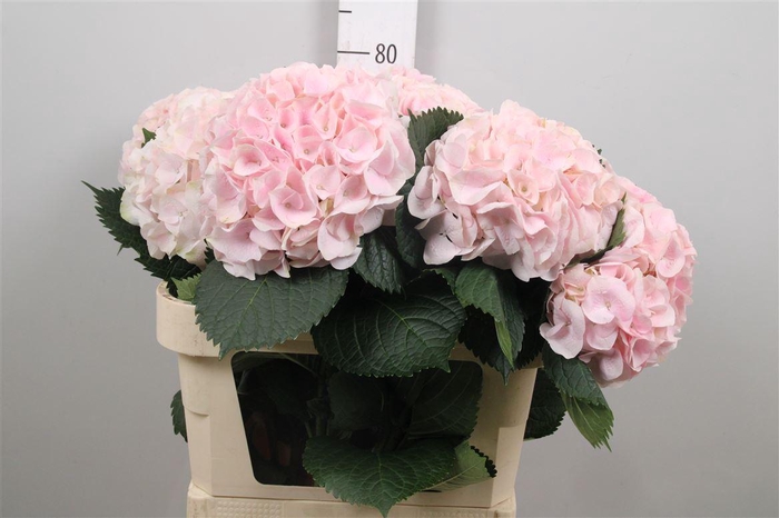 <h4>Hydr M My Pinktou Rz</h4>