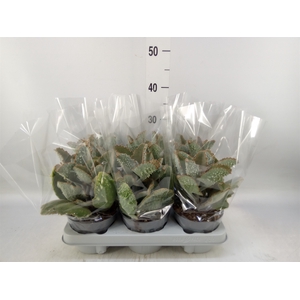 Kalanchoe NF beharensis
