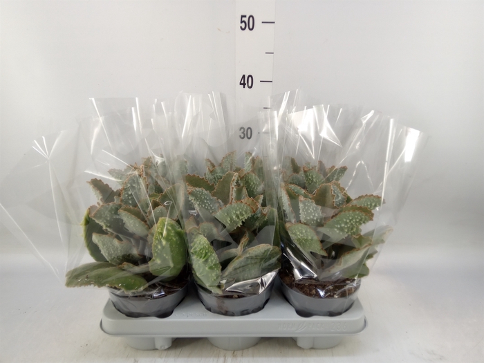 <h4>Kalanchoe NF beharensis</h4>