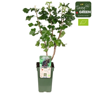 Ribes Jostaberry Bio P19