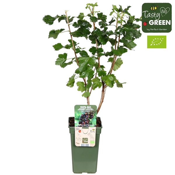 <h4>Ribes Jostaberry Bio P19</h4>