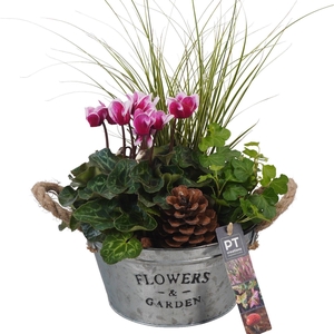 Arr.   Tuinplanten L%