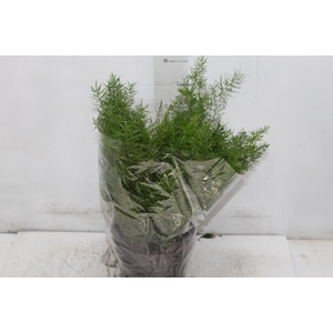 ASPARGO ALFINETE P17