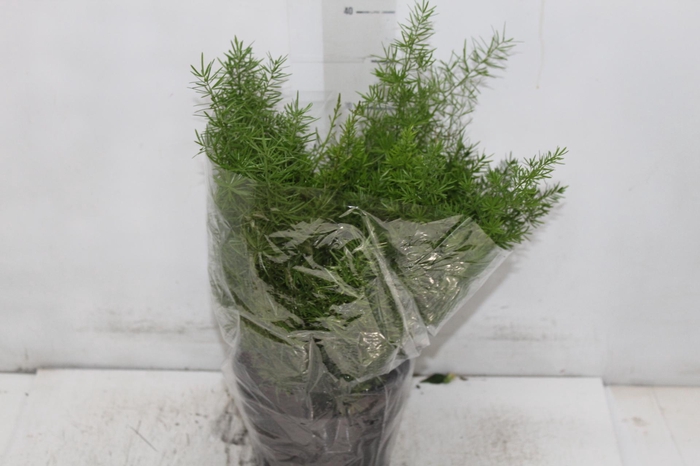 <h4>ASPARGO ALFINETE P17</h4>