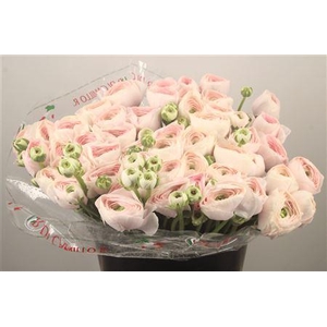 Ran... Su Hanoi Super X50