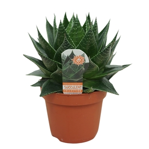 Aloe Cosmo