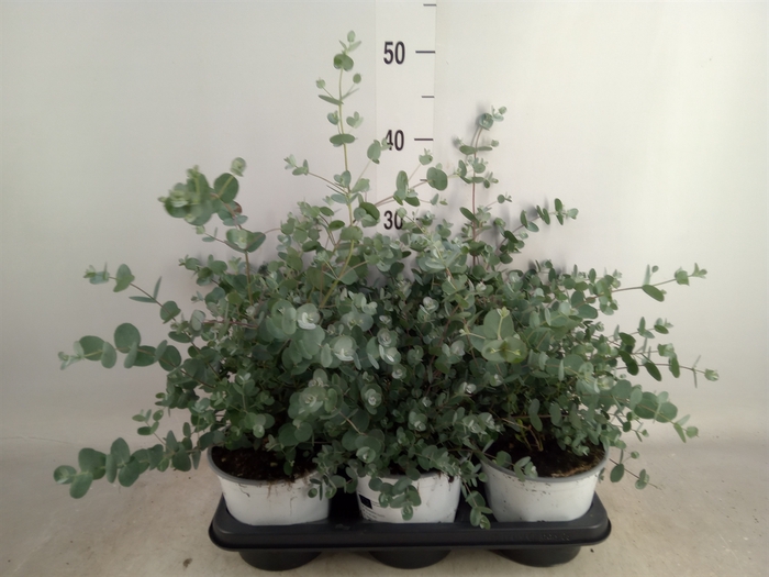 <h4>Eucalyptus gunnii</h4>