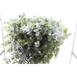 Euca Cinerea 100 Cm Xxl Per Stem
