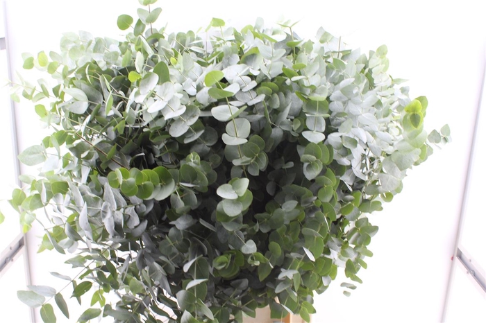 <h4>Euca Cinerea Per Stem Xxl</h4>