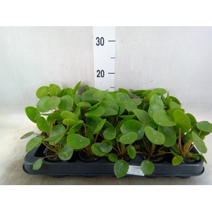 Pilea peperomoides