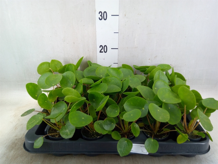 <h4>Pilea peperomoides</h4>