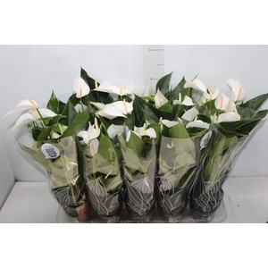 ANTHURIUM SUCCESS WHITE P12 BRANCO