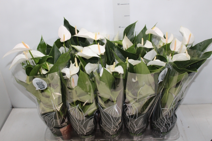 <h4>ANTHURIUM SUCCESS WHITE P12 BRANCO</h4>
