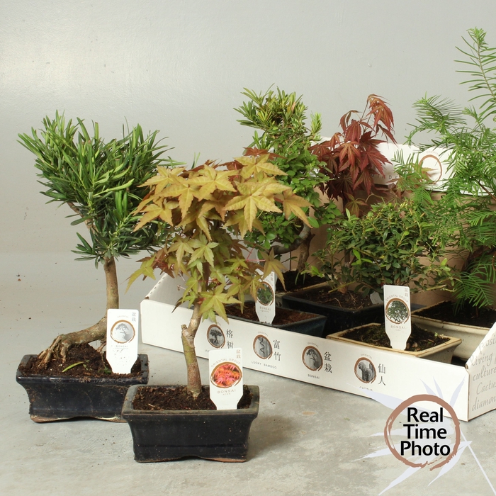 <h4>BONSAI GEM</h4>