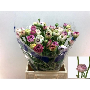 RAN EL WHITE STRIPES