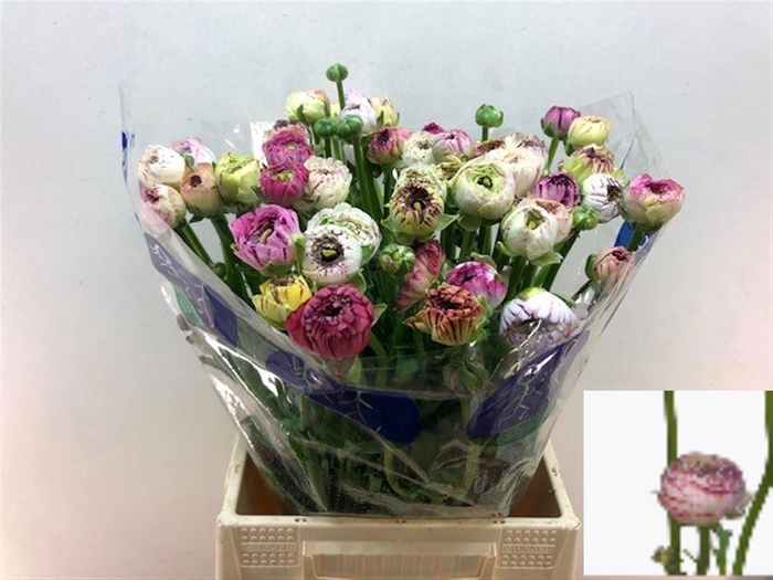 <h4>RAN EL WHITE STRIPES</h4>