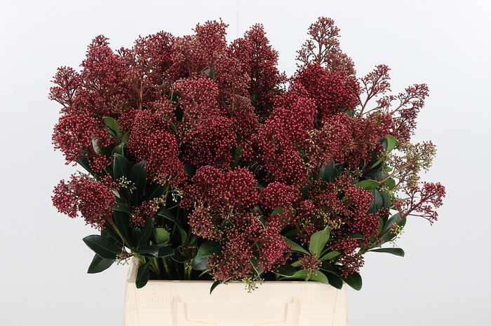 Skimmia Rubella