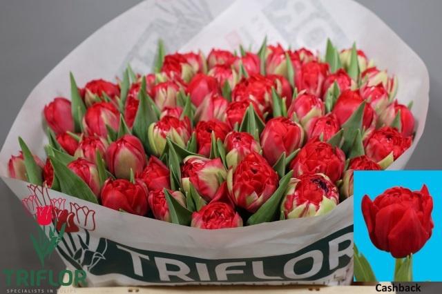 <h4>TU DU CASHBACK</h4>