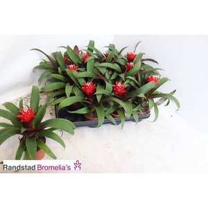 Guzmania Priscilla 9Ø 20cm