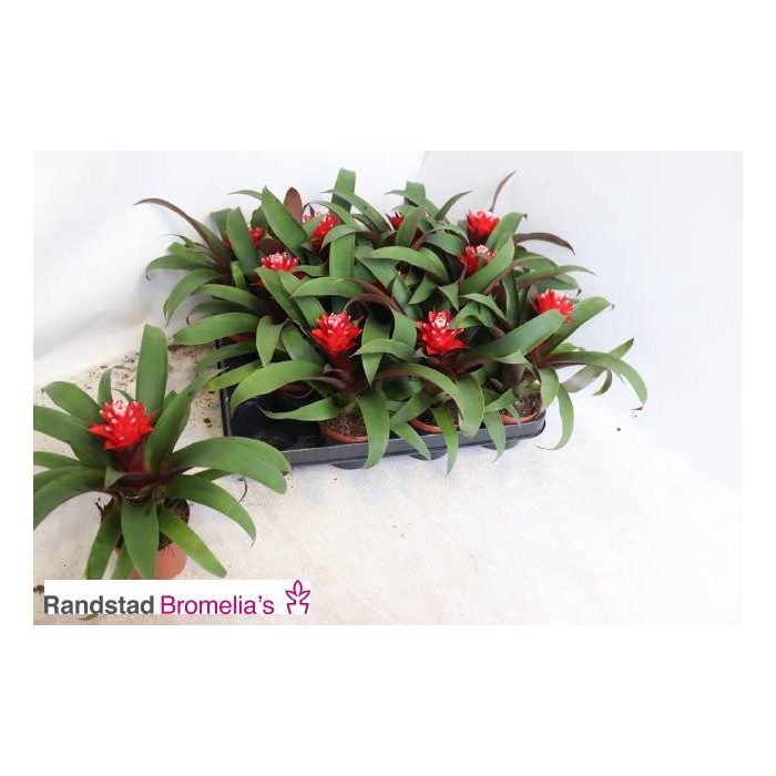 <h4>Guzmania Priscilla 9Ø 20cm</h4>