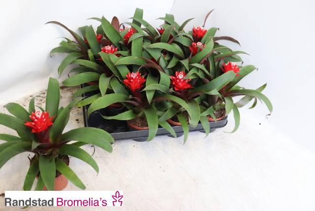 Guzmania Priscilla 9Ø 20cm