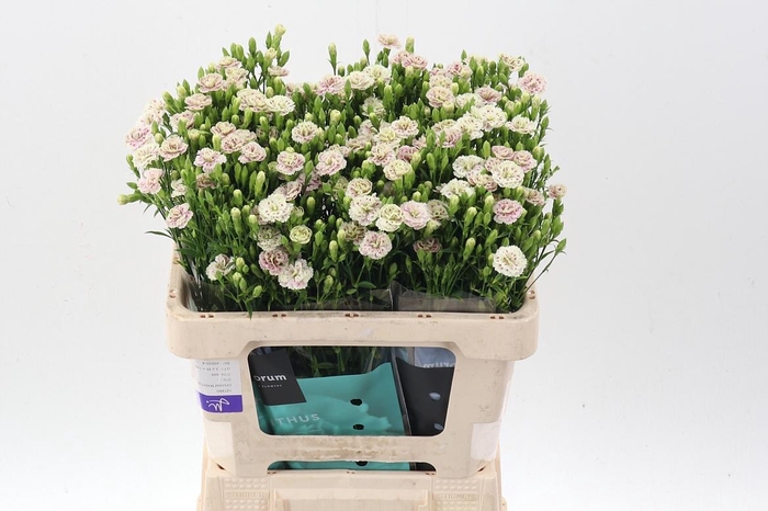 <h4>Di Raffine Elea</h4>