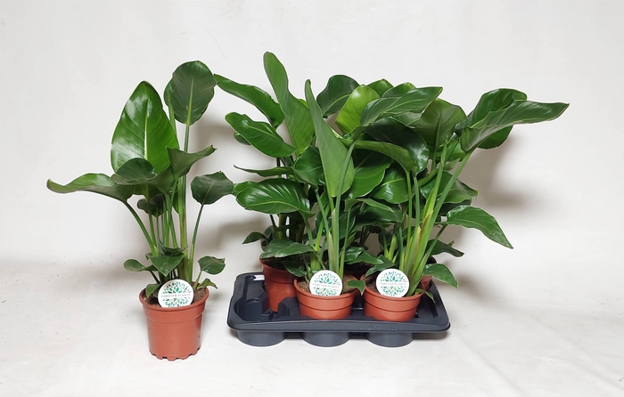 <h4>STRELITZIA NICOLAI</h4>