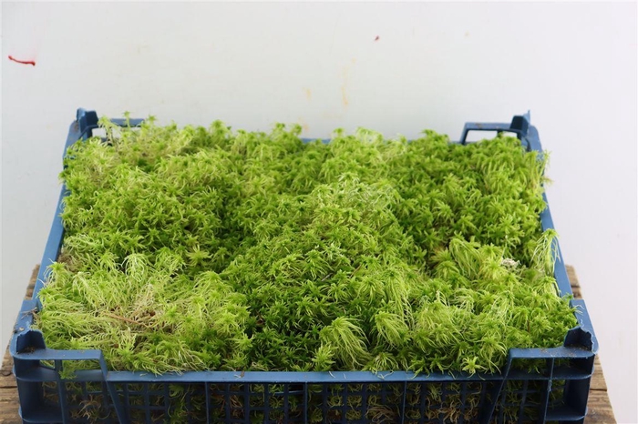 <h4>Mos Spachnum P Krat</h4>