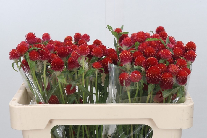 Gomphrena Strawberry Fields