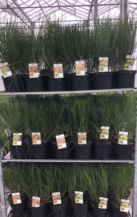 <h4>Cytisus mix</h4>