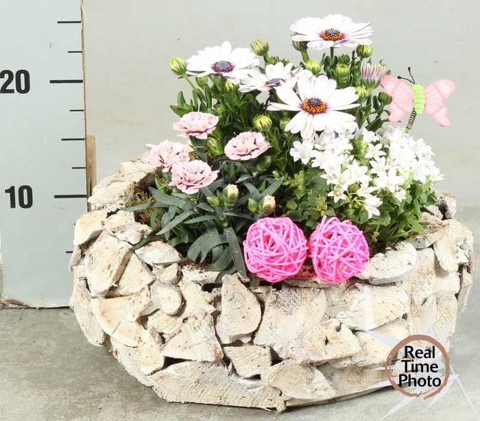 <h4>ARR TUINPLANTEN</h4>