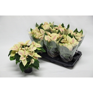 Euphorbia pulc. 'Premium Marble'