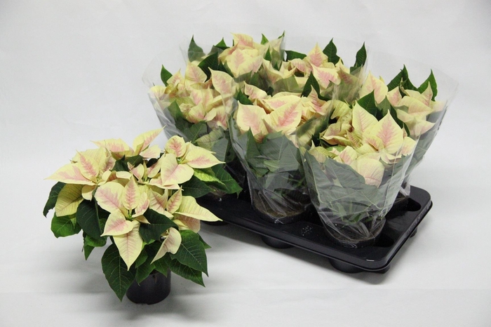 <h4>Euphorbia pulc. 'Premium Marble'</h4>