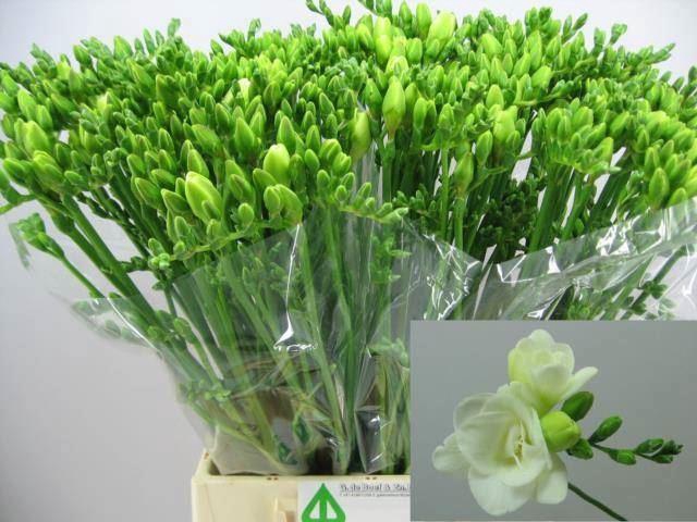 <h4>Freesia du Versailles</h4>