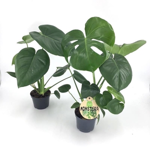 MONSTERA DELICIOSA