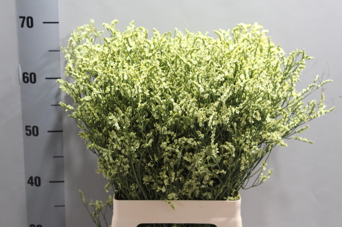 <h4>LIM SIN CHINA LEMON</h4>