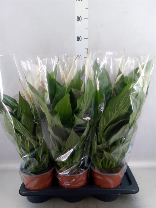 <h4>Spathiphyllum  'Bingo Cupido'</h4>