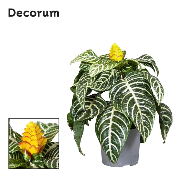 <h4>Aphelandra Squarrosa</h4>