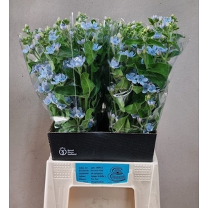 OXY CO TAN PURE BLU