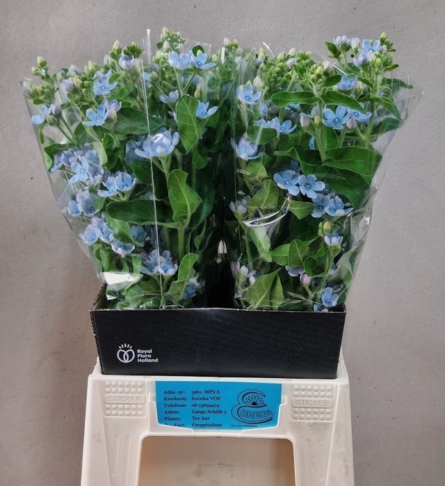 <h4>OXY CO TAN PURE BLU</h4>