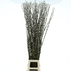 Salix Caprea 'snow Flake' (ch) Fresh!