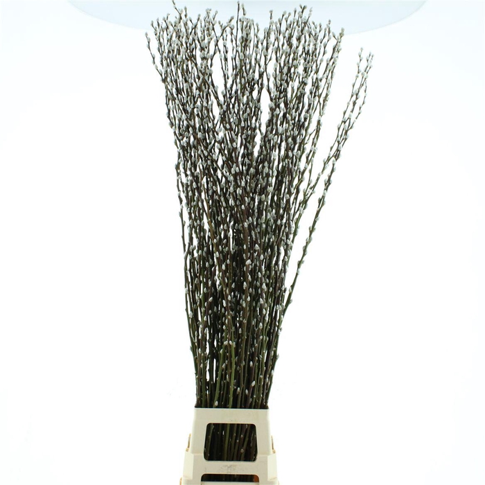<h4>Salix Caprea 'snow Flake' (ch) Fresh!</h4>
