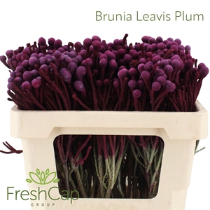 Brunia Leavis Plum