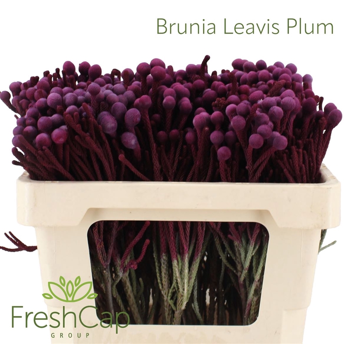 <h4>Brunia Leavis Plum</h4>