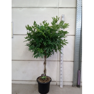 Schefflera arbor. 'Compacta'