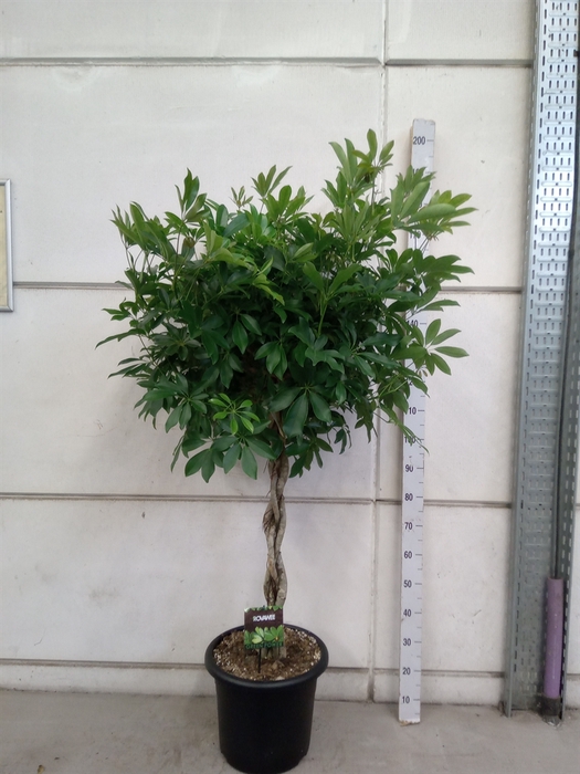 <h4>Schefflera arbor. 'Compacta'</h4>